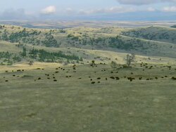 Aerial passing shot of a large herd of Bison on rolling grassland near Bozeman, MT Stock Footage