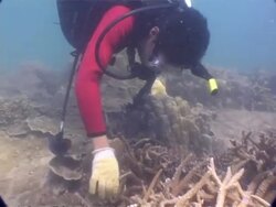 MS underwater view tracking over seabed showing coral damage from 2004 tsunami, Thailand Stock Footage