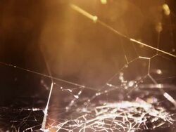 Dark spider web Stock Footage