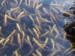 Trout pond Stock Footage