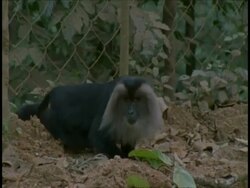 MS Liontail macaque, Macaca silenus, sneaking under fence, walks off, Western Ghats, India Stock Footage
