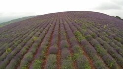 Lavender Plantation Stock Footage
