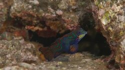 Mandarin Dragonet (Mandarin Goby) Stock Footage
