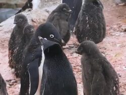 MS ZI  Penguin pair in courtship heads bowing and moving back and forth / Antarctic Peninsula, Antarctica,  Stock Footage