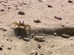 MS PAN Crab on the sand beach / Brightown, Barbados Stock Footage