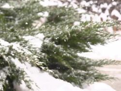 HD SUPER SLOW MO: Snowflakes Covering The Cypress Stock Footage