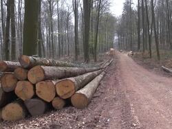 WS Shot of cutted tree after lumbering in forest / Orscholz, Saarland, Germany Stock Footage