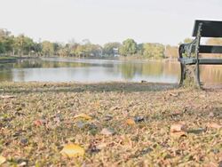 Dolly:Bench on a lawn near the pool. Stock Footage
