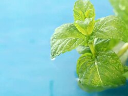 fresh mint Stock Footage