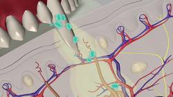 The path of the rabies virus during transmission Instructional Video
