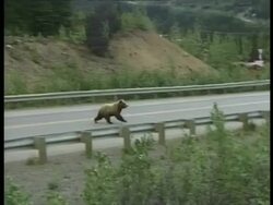 MCU Grizzly bear running across highway in pursuit, Arctic circle Stock Footage