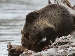 MS Shot of grizzly boar eating elk carcass in river / Tetons, Wyoming, United States Stock Footage