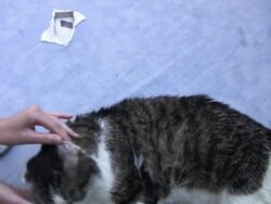 taking blood from a cat Stock Footage