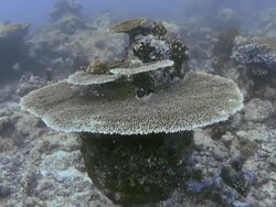 "Moving to close up of interesting coral, Maldives" Stock Footage