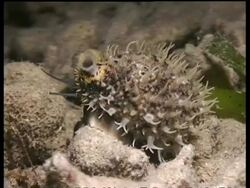 CU Cowrie on seabed Stock Footage