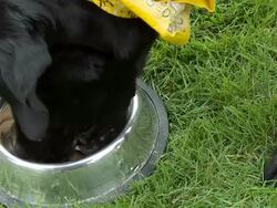 HD: Labrador dog having meal Stock Footage