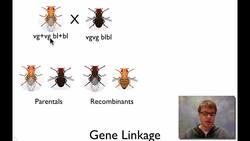 Chromosomal Genetics Instructional Video