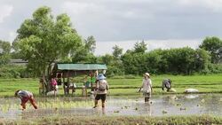 Rice cultivation Stock Footage
