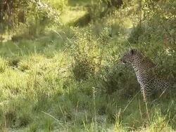 MS Sitting leopard yawning and grooming itself / National Park, Africa, Kenya Stock Footage