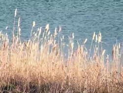 Cane in the wind Stock Footage
