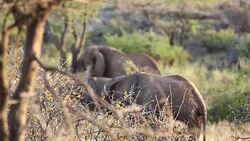 Elephants in Safari at Wild Stock Footage