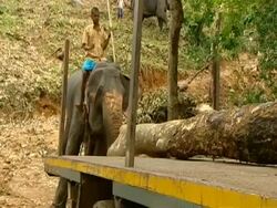 MS Elephant loading logs on a lorry Stock Footage