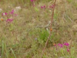 MS TD Shot of Long stalked yellow flowered plant with unopened buds / Namaqualand, Northern Cape, South Africa Stock Footage