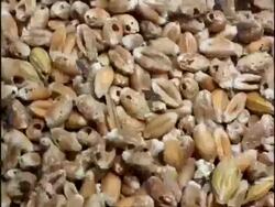 Time lapse Grain Weevils (Sitophilus zeamais) eating grain, England Stock Footage