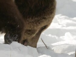MS SLO MO  Grizzly bear digging in snow / Livingstone, Montana, United States Stock Footage