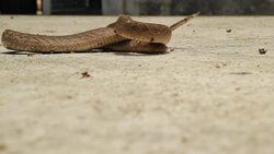 Snake dying Stock Footage