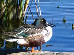Northern Shoveler Duck Stock Footage