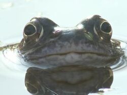 Common frog (Rana temporaria) winks to camera, UK Stock Footage