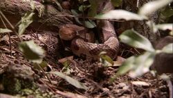 A mouse startles a snake. Stock Footage