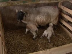 Severe Cold Weather is Killing Livestock News Clip