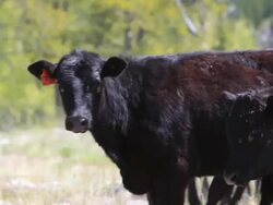 Cowboys on horseback herd cattle Stock Footage
