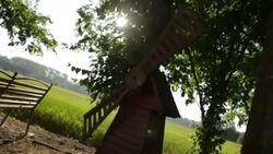 Glowing sunshine through Leaves - Stock Footage Stock Footage