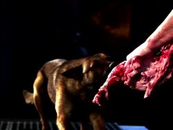 Medium Close Up, Hand-held - A dog tries to pull a meaty bone out of a person's hand / USA Stock Footage