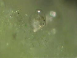 Cypris, freshwater ostracod, interaction Stock Footage