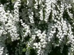 HD: shrub bloom Stock Footage