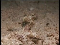 MS Papuan Cuttlefish feeding,  CU as Cuttlefish eats small fish, Mabul, Borneo, Malaysia Stock Footage