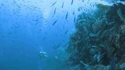 School of fish swimming in coral reef, Raja Ampat, Indonesia Stock Footage