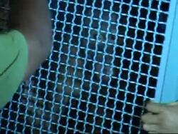 WRAP Stranded orangutans repatriated ADDS orangutans arrive from Thailand News Clip