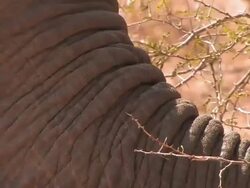 ECU Shot of elephant eating / Kruger National Park, Mpumalanga, South Africa Stock Footage