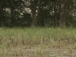 A heron wait in the high grass Stock Footage