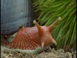 Close up of red-bodied snail Stock Footage