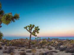 Joshua Tree at Sunset Stock Footage