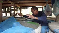 CLEAN: Bugs offer hope to Laos' undernourished News Clip