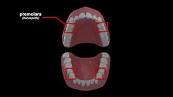 Mouth (How it Functions) Instructional Video