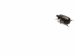 May bug on white background. In and out of frame Stock Footage