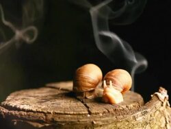 Smoking snails - NTSC Stock Footage